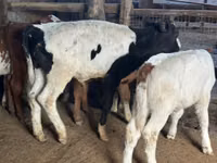 公牛, Russian Black pied cattle — 照片 2