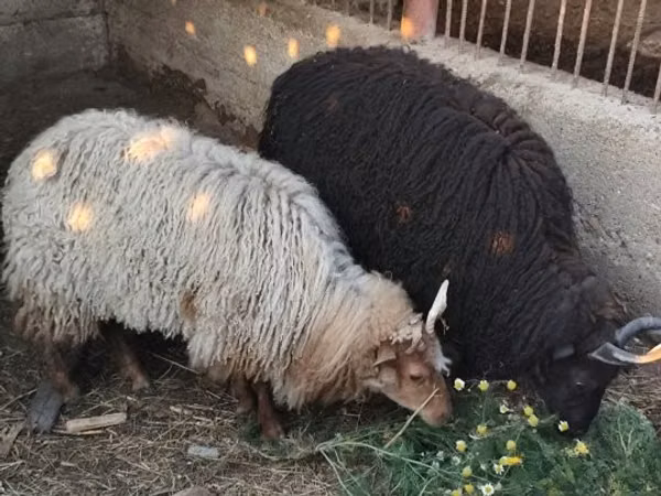 भेड़, Racka sheep