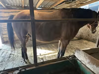 Hengst, Manipuri pony — Foto 4