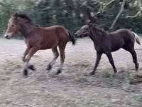 Cheval, Međimurje horse — photo 4