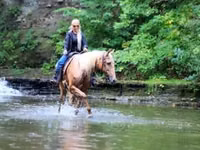 Cheval, Palomino — photo 7
