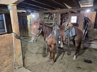 घोड़ा, Quarter Horse — फ़ोटो 5