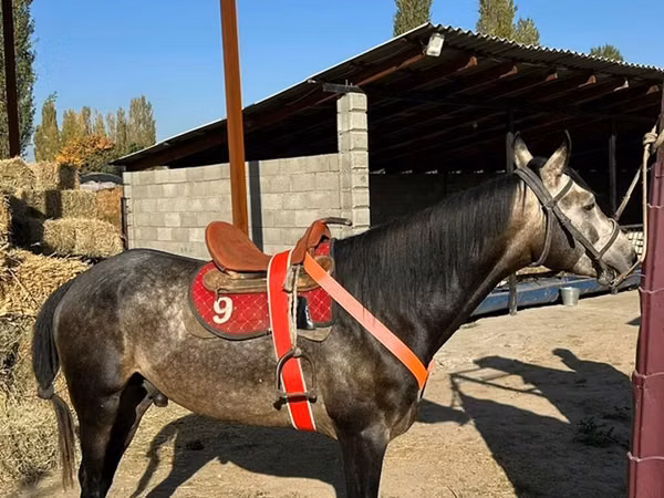 حصان, Arabian horse