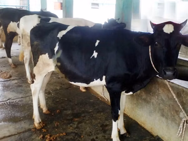 Kuh, Holstein-Rasse