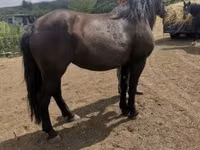 母马, Međimurje horse — 照片 4