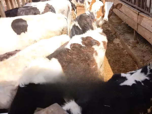 Vache, Race Holstein