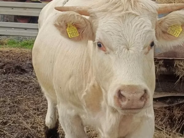 Kuh, Charolais cattle