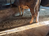 Vache, Bovins — photo 2