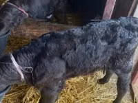 Bulle, Limousin-Kuh — Foto 1