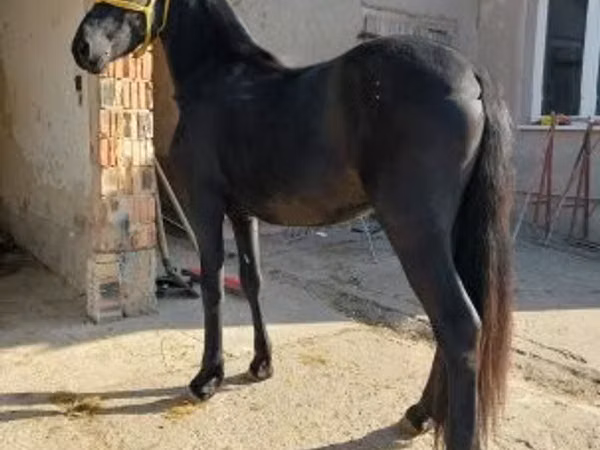 公马, Friesian