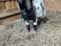 Boucs, Dutch Landrace goats — photo 2