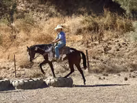 घोड़ी, National Show Horse — फ़ोटो 8