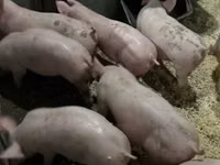 सूअर (लॉट, लिंग निर्दिष्ट नहीं) — फ़ोटो 4
