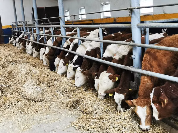 मवेशी (लॉट, लिंग निर्दिष्ट नहीं), Simmental cattle