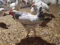 Chickens — photo 2