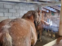 Caballo, Vladimir heavy draft — foto 5