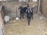 Ziegenbock, Ziegen — Foto 2