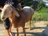 公羊, Agin sheep — 照片 3