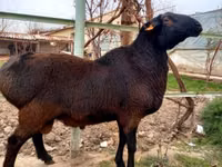 मेढ़ा, भेड़ — फ़ोटो 3