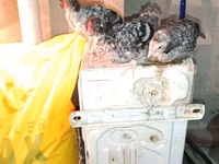 Chickens — Foto 6