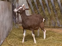 Ziege, Toggenburg goat — Foto 2