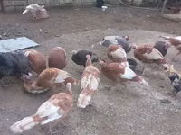 Turkeys — 照片 7