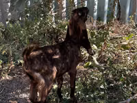Goat, Kamori goats — photo 3
