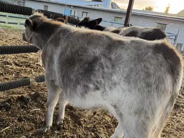 牛只（批次，未指定性别）, Belgian Blue