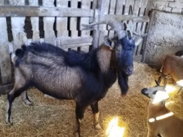 Boucs, Italian Alpine goat