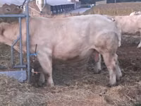 Bulle, Charolais cattle — Foto 1