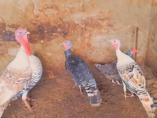 Turkeys — Sénégal