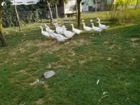 Geese — फ़ोटो 3