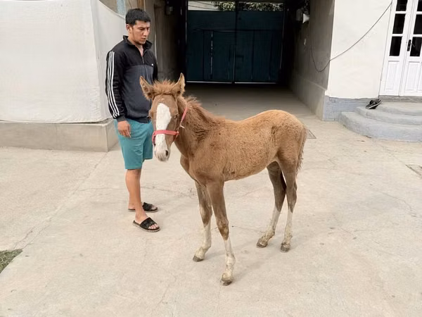 Jument, Chevaux