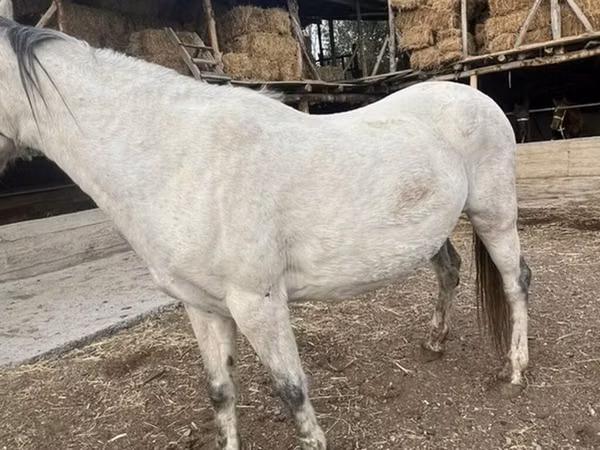 Stute, Tersk horse