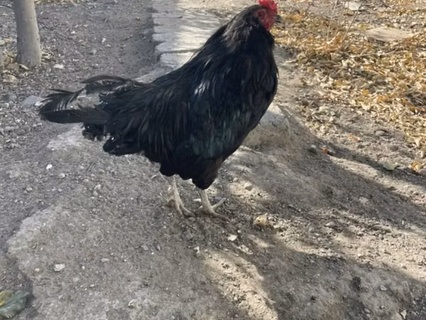 Ameraucana