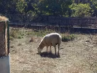 Sheep, Merino sheep — photo 1