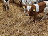 मवेशी (लॉट, लिंग निर्दिष्ट नहीं), Simmental cattle — फ़ोटो 5