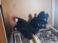 Chickens — फ़ोटो 2