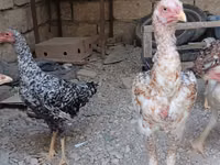 أستراليان بيت غيم فاول — الصورة 2