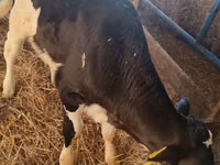 Bulle, Russian Black pied cattle — Foto 6