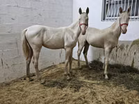 حصان, Akhal-Teke — الصورة 3