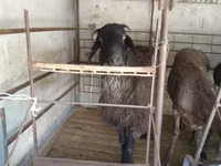 Ram, Sheep — photo 2