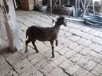 公羊, Arabi sheep — 照片 3