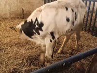 Bull, Russian Black pied cattle — photo 4