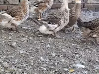 क्रेस्टेड — फ़ोटो 1