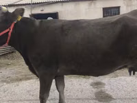 Vaca, Raza Alatau — foto 2