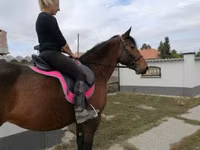 Yegua, Hungarian horse breed — foto 3