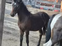 公马, Welsh Cob — 照片 2