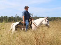 公马, American paint horse — 照片 5