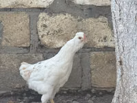 Ameraucana — foto 6
